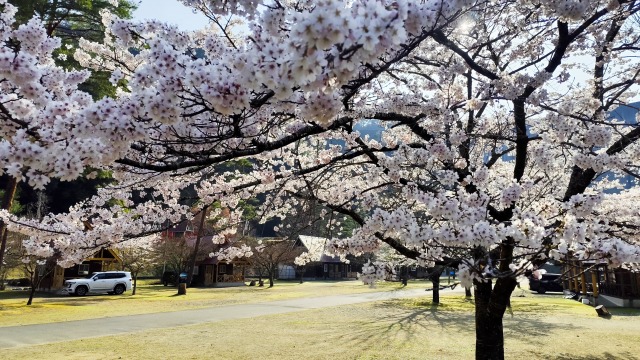 あともう少しで満開になる下北山スポーツ公園で撮った桜の画像(2026/3/28撮影)