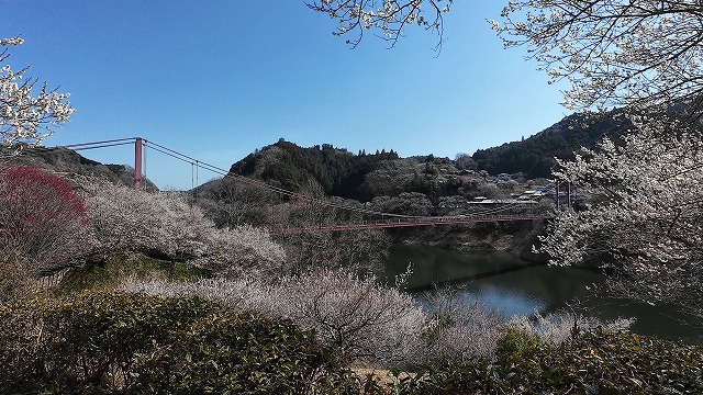 湖畔の里つきがせの横にある八幡橋と梅が咲いている写真