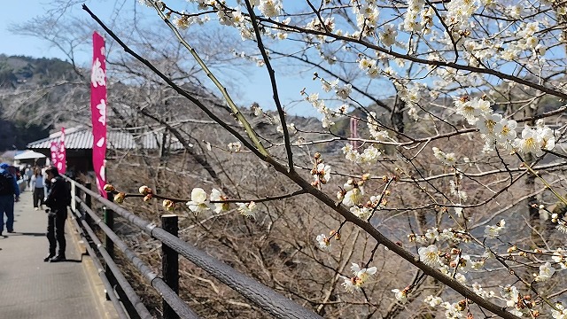 湖畔の里つきがせの近くに咲いている梅の花の写真。奥に湖畔の里つきがせが映っている